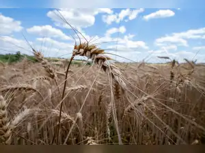 Wheat harvest in Lower Austria