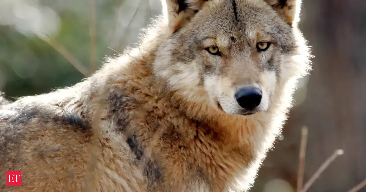 In 2003, experiments showed wolves refuse to cross a line of fluttering flags, so ranchers now string 'fladry' around calving pens as a cheap, non-lethal way to keep the predators off herds