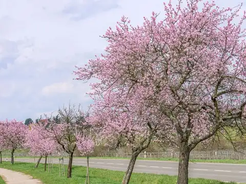 German Wine Route