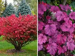 From Burning bush to Coral bells: 7 plants change colour throughout the year and look different every season