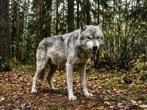 Spanish proverb of the day: &lsquo;The wolf may lose its teeth, but never its nature&rsquo;, a lesson on why power may fade but character remains