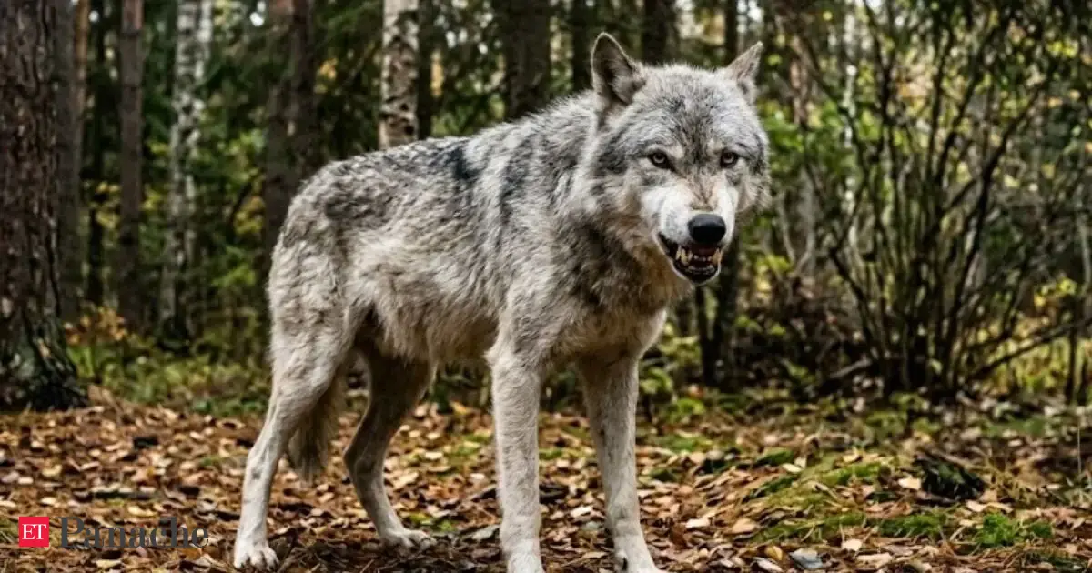 Spanish proverb of the day: ‘The wolf may lose its teeth, but never its nature’, a lesson on why power may fade but character remains