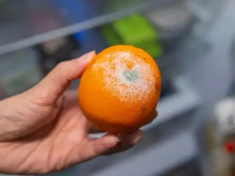 It Slows Down Mould Growth