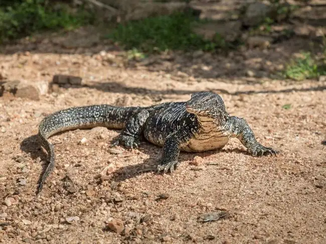 Water monitor