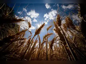 Wheat harvest in Lower Austria