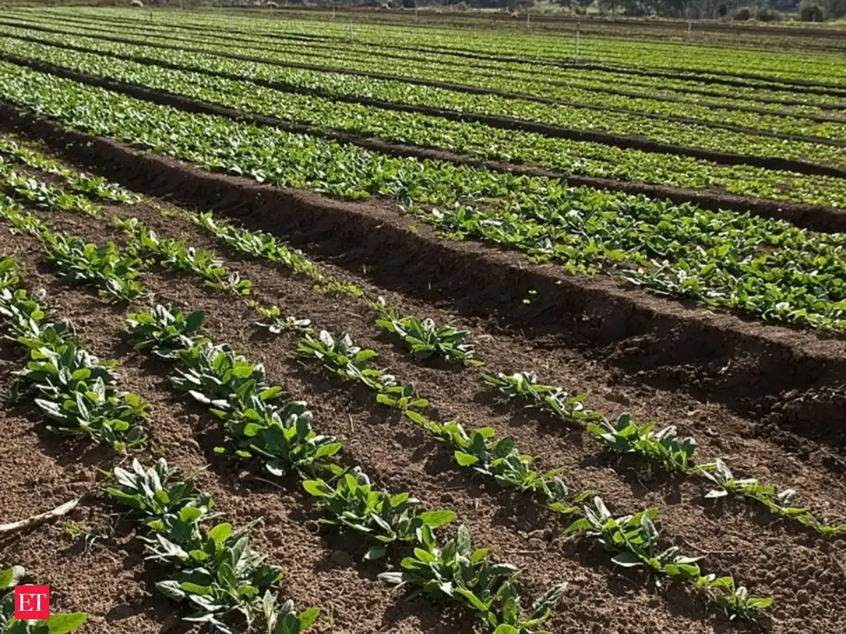 Crop prices reach three-year peak amid heat wave and supply concerns