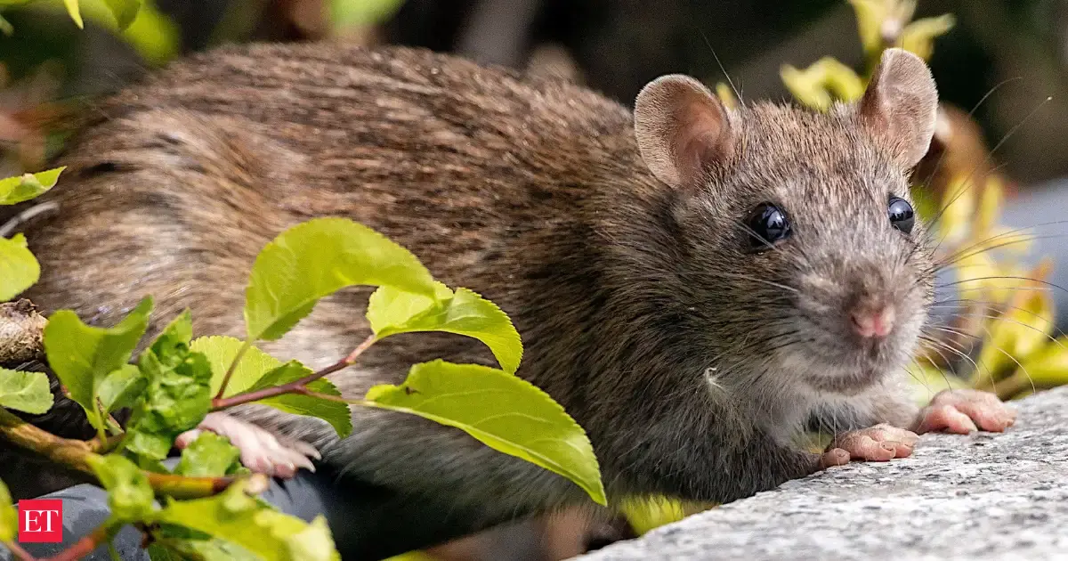 Britain dropped more than 300 tons of poison across South Georgia to kill every rat; by 2018, over 100,000 hectares were rodent-free