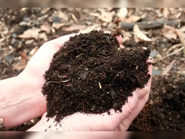 While baking soda may help deter some insects, it should be combined with other good gardening practices for the best results.