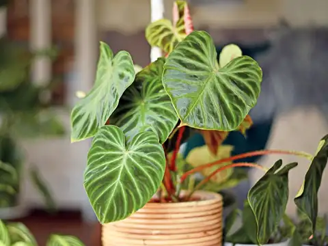 Philodendron