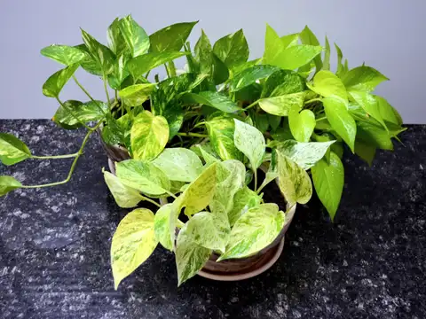 Pothos
