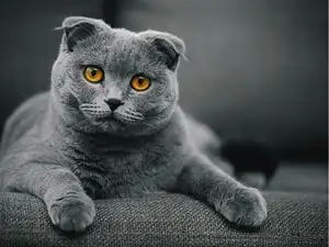 Russian Proverb of the day: &lsquo;All cats are grey at night&rsquo;; traditional saying imparts invaluable life lesson on why we should not make judgements through appearances