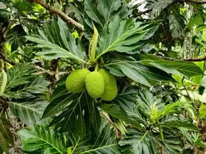 1 tree can grow 500 fruits, looks like a jackfruit: This superfood with many health benefits can&rsquo;t be eaten straight from the tree, but it can be made into a variety of dishes