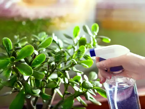 Jade Plant