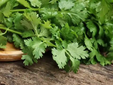 The Science Of Celery Crunch