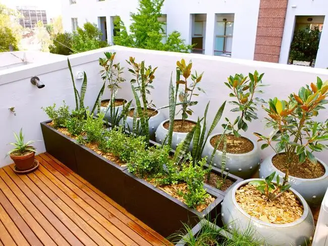 8 low-maintenance plants for terrace gardens