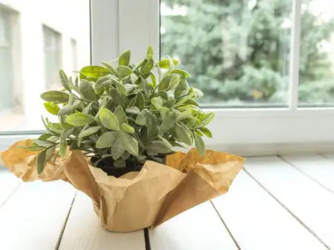 It Helps Regulate Soil Temperature