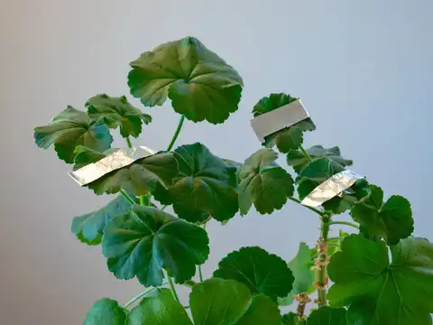 It Keeps Pests Away, Especially Aphids