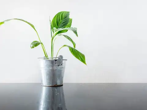  It Helps Plants In Low Light Spots Grow Better