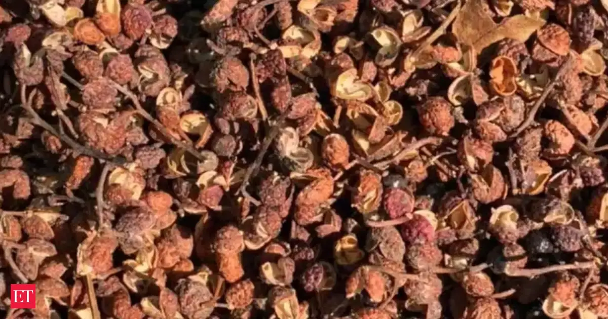 This Himalayan treasure helped over 200 families earn lakhs while protecting 100 sq km of forest