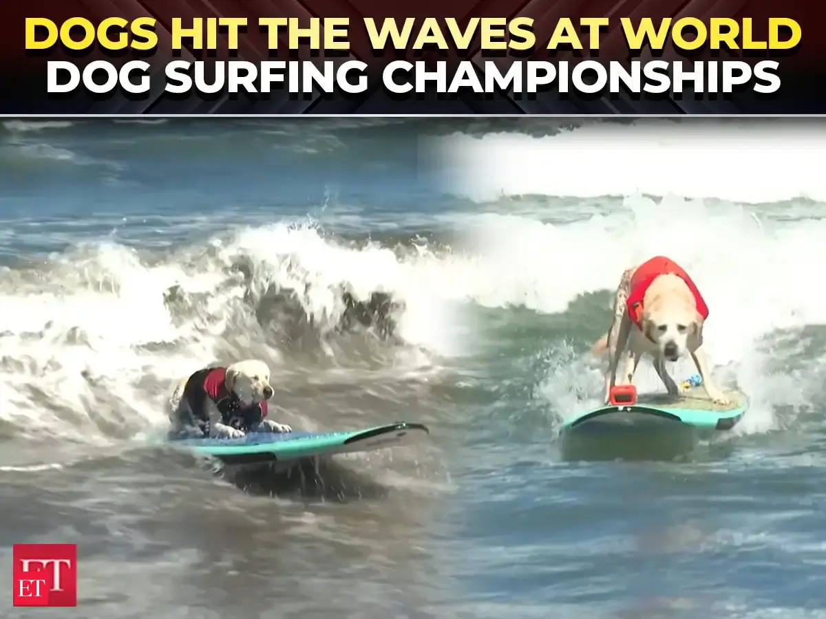 World Dog Surfing Championships: Dogs make a splash in California competition - The Economic Times Video | ET Tv