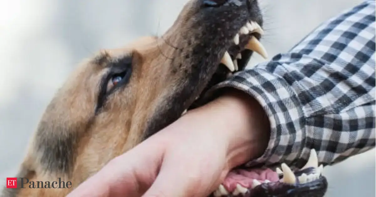 Been bitten by a dog and left with a wound? Doctor says one activity can increase risk of being diagnosed with rabies: âIt introduces rabies virus to your nervous systemâ¦â