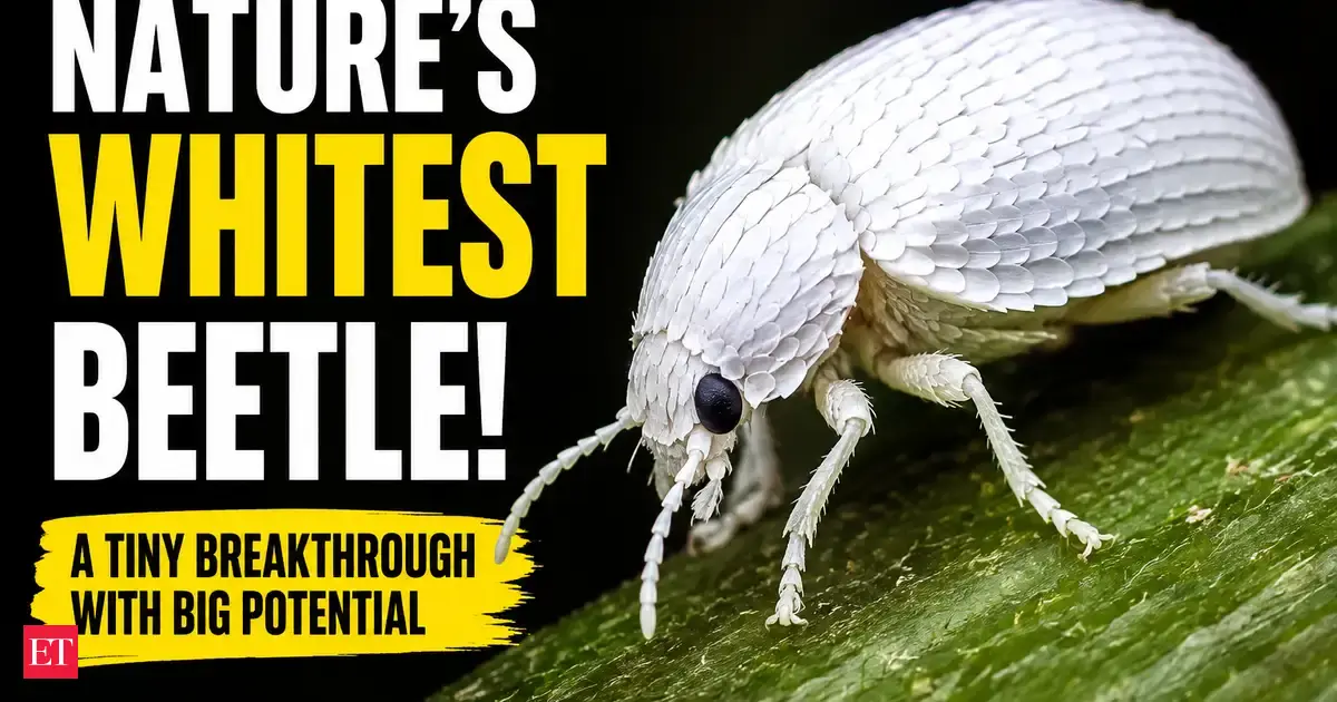 In 2007, a tiny ghost-white beetle revealed the secret to the world's brightest white paint
