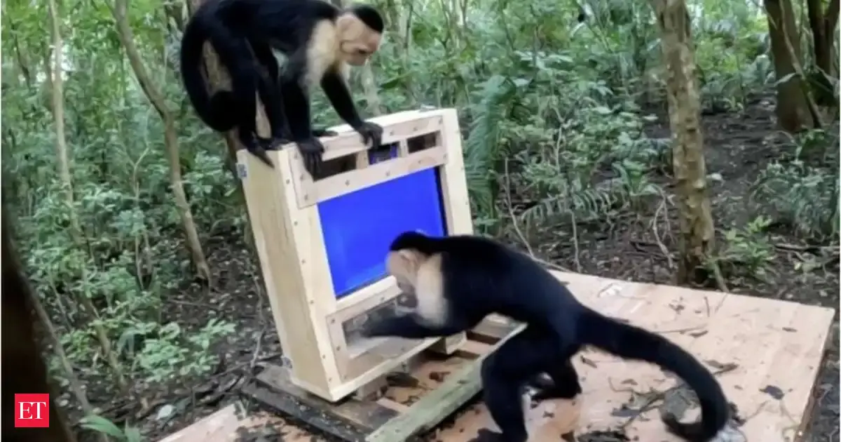 Photo: economictimes.indiatimes.com Capuchin Monkeys in Costa Rica Use AI Touchscreen for Food Rewards