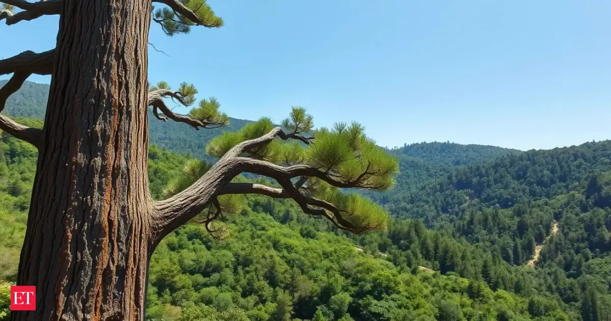 Scientists spent 10 years searching for East Asia's tallest tree-what they found was extraordinary