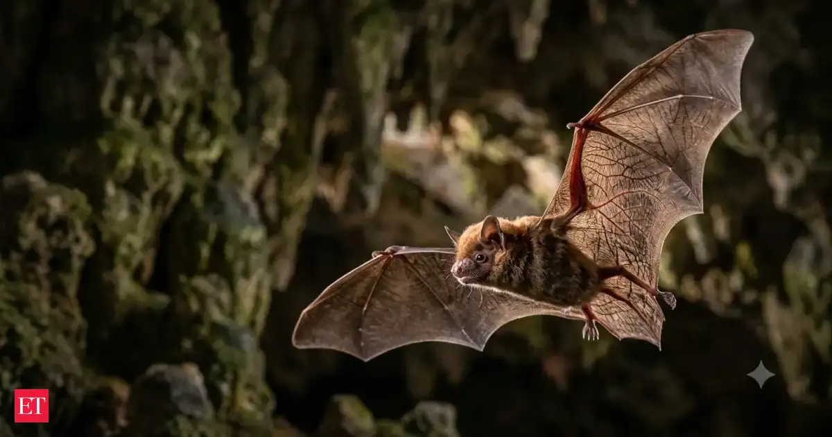 America's only pesticide-free rice farm? 250,000 bats replace pesticides at this California rice farm every single night
