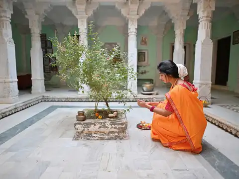 Tulsi (Holy Basil)