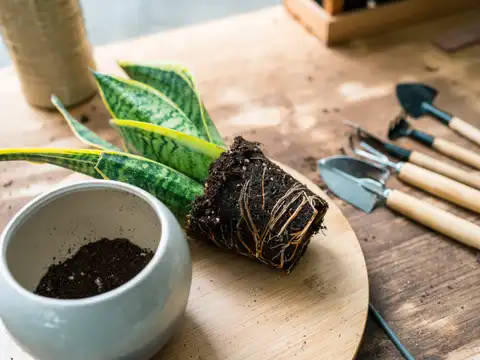 Snake Plant