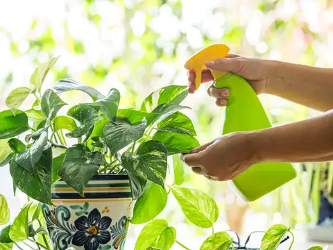 Money Plant