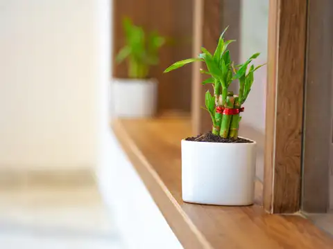 Lucky Bamboo