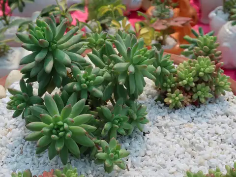 Jade Plant