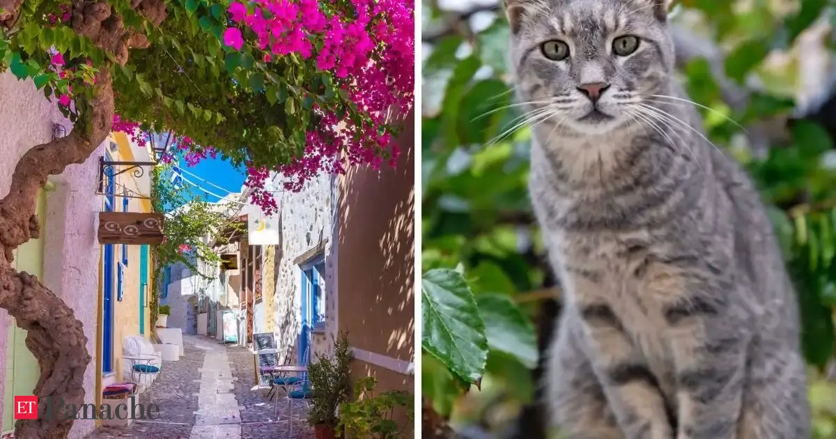 Love cats? This Greek island offers free accommodation, breakfast and utilities in exchange for 5 hours of work a day
