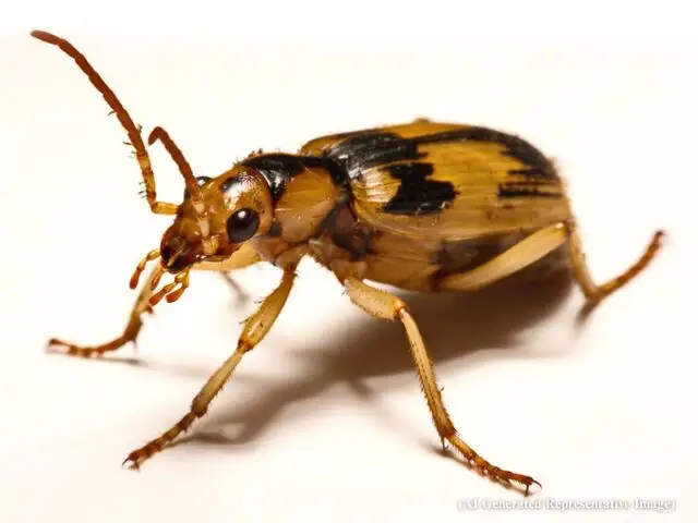 Meet the insect that can make a bomb: Bombardier beetle creates an ...