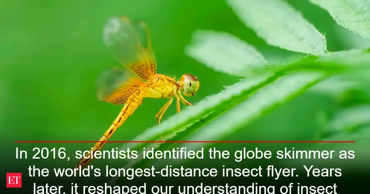 In 2016, scientists identified the globe skimmer as the world's longest-distance insect flyer. Years later, it reshaped our understanding of insect migration