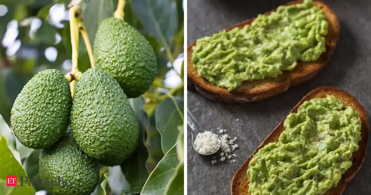 Bengaluru entrepreneur decides to grow his own avocados after struggling to find good-quality fruit in the city. But the tree ends up teaching him a powerful lesson on patience: ‘If you keep investing…’