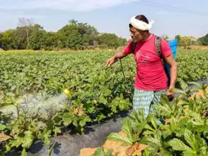 India seeks to boost domestic green ammonia supplies to fertiliser sector<br>