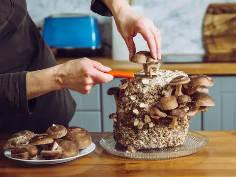 Keep your home mushroom garden clean and safe