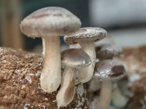 Watch for mushroom growth and harvest at the right time