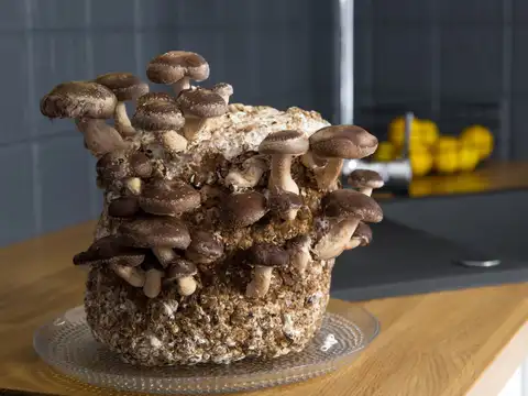 Give mushrooms the right moisture and temperature