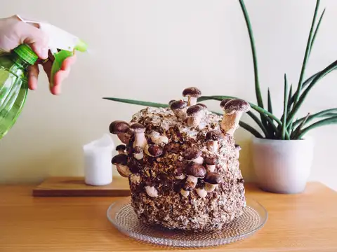 Prepare the mushroom growing medium