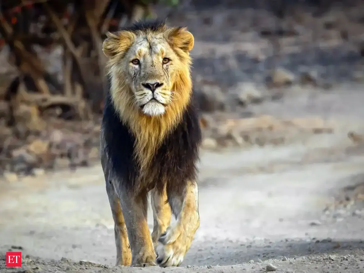 Asiatic lion population up from 523 in 2015 to 891 in 2025: Bhupender Yadav