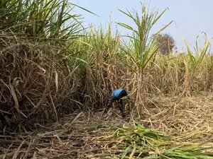 India considers curbing use of cane for ethanol to tame record-high sugar market