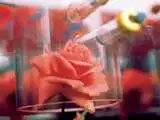 In 1998, NASA sent a miniature rose into orbit; microgravity changed the flower&rsquo;s scent, and perfumers later bottled the otherworldly aroma