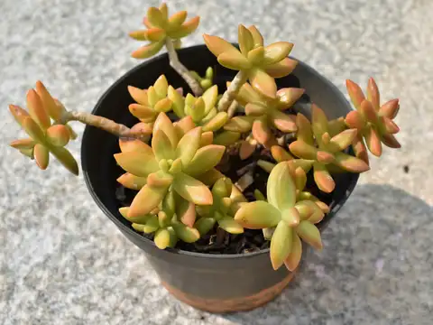 Sedum