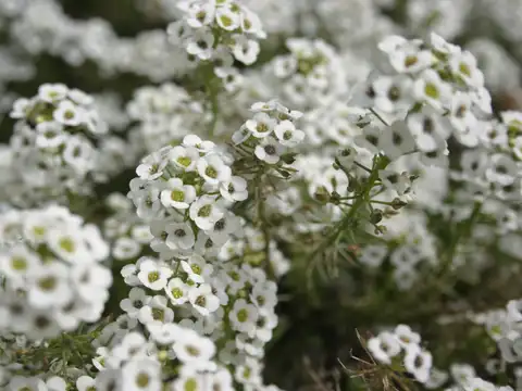 Sweet Alyssum