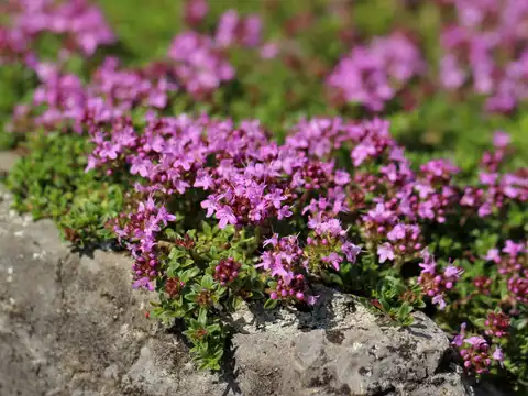 Creeping Thyme