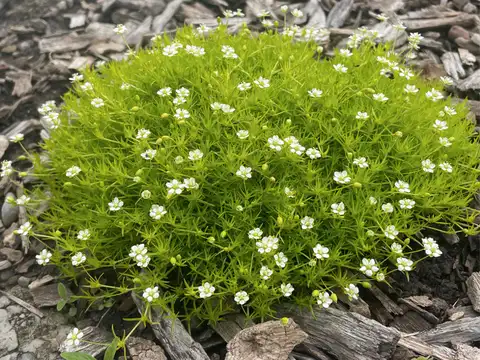 Irish Moss